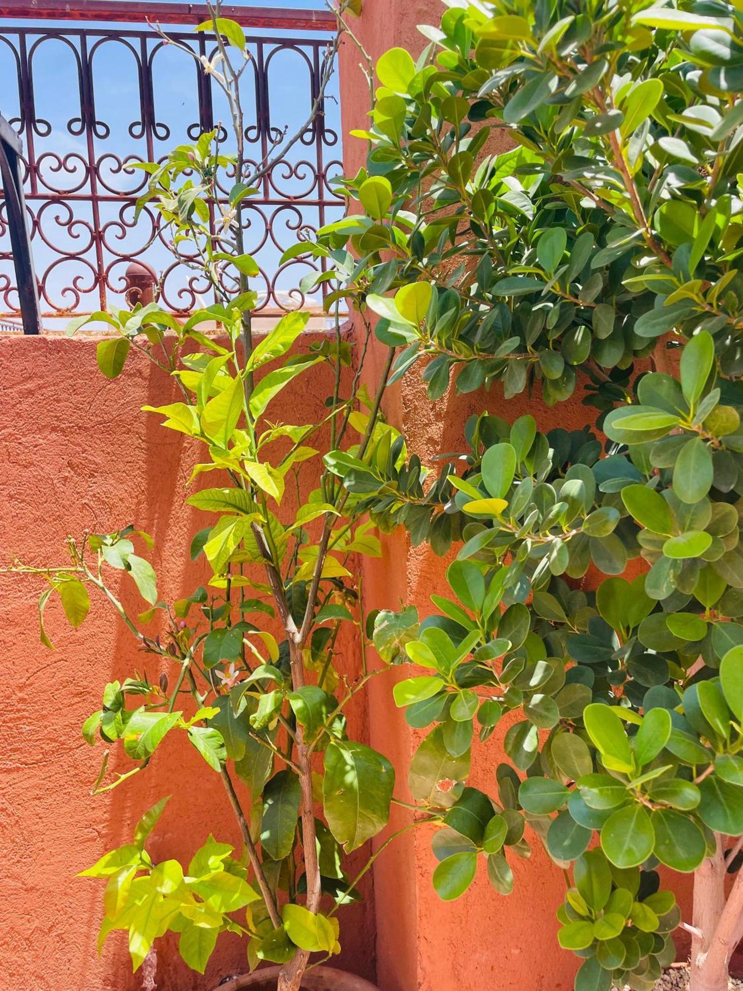 Riad Ms Holidays Terrasse Privatise Marrakech Marrakesh Buitenkant foto